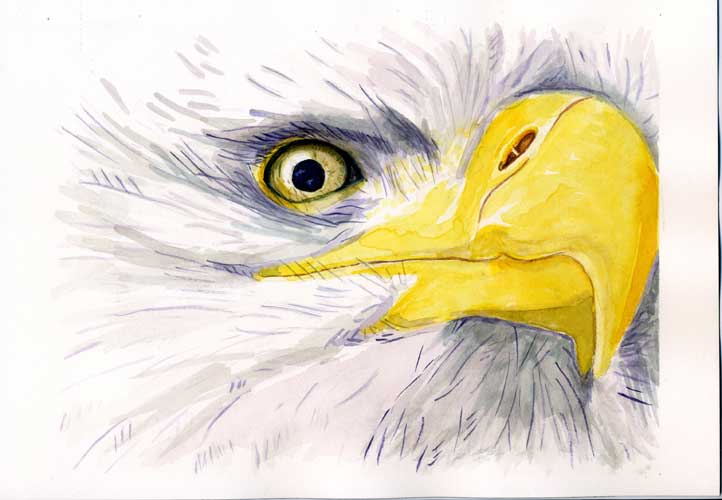 eagle#1